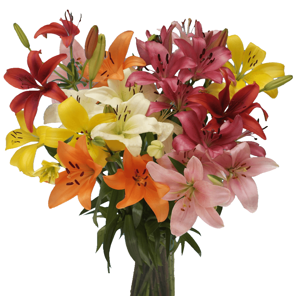 Assorted Color Asiatic Lilies - Image 2