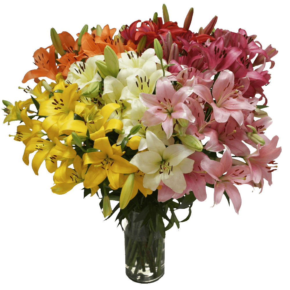 Assorted Color Asiatic Lilies - Image 3