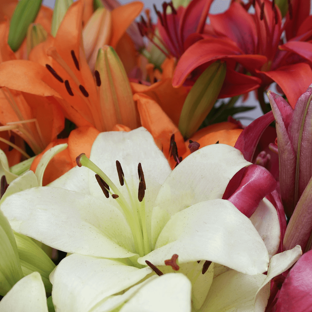 Assorted Color Asiatic Lilies - Image 4