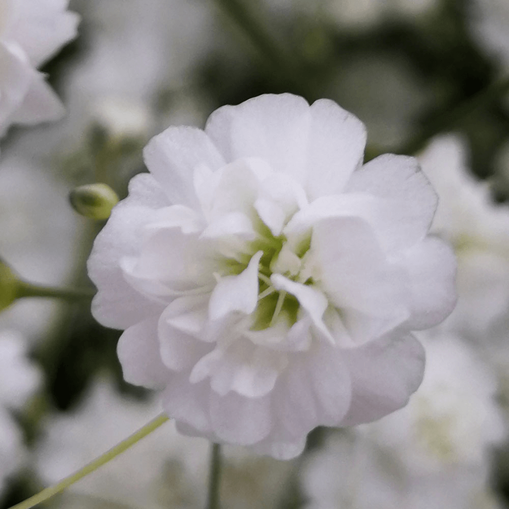 Gypsophila Excellence Baby's Breath - Image 3