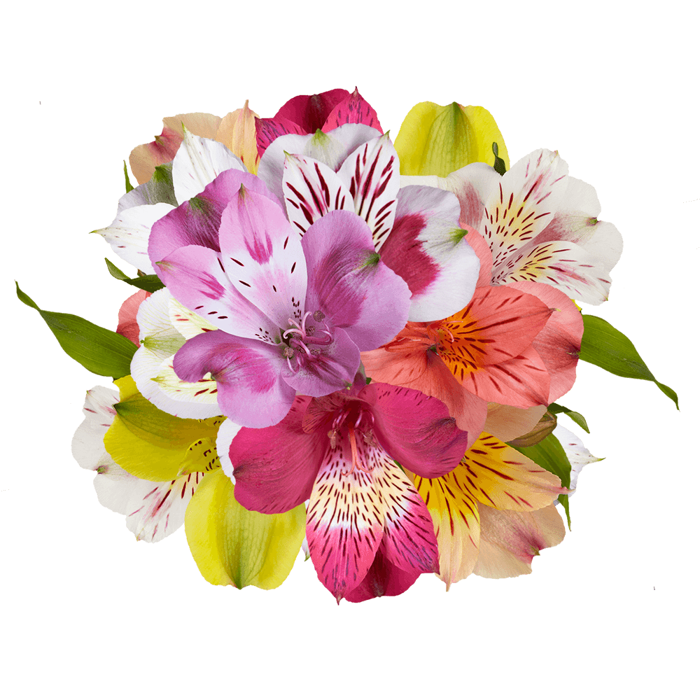 Alstroemerias Mix and Match Your Choice - Image 2