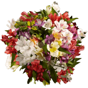 Assorted Color Asiatic Lilies