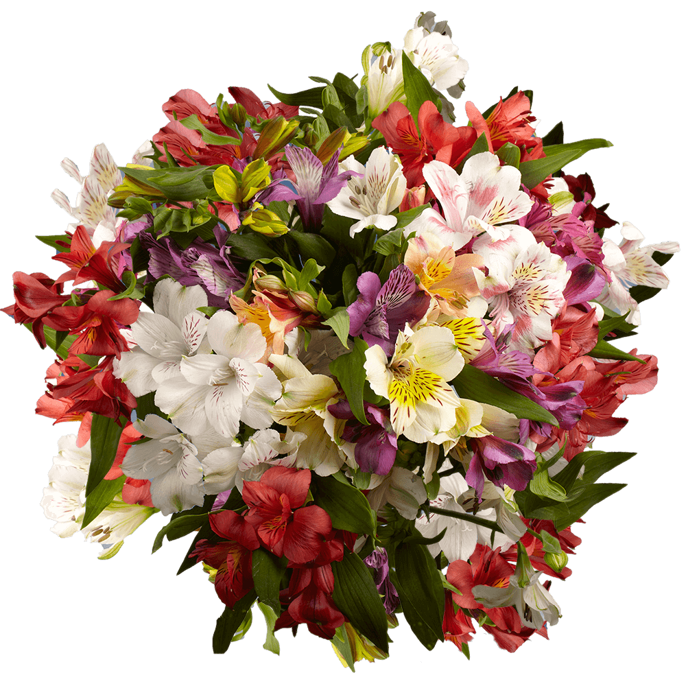 Assorted Color Asiatic Lilies