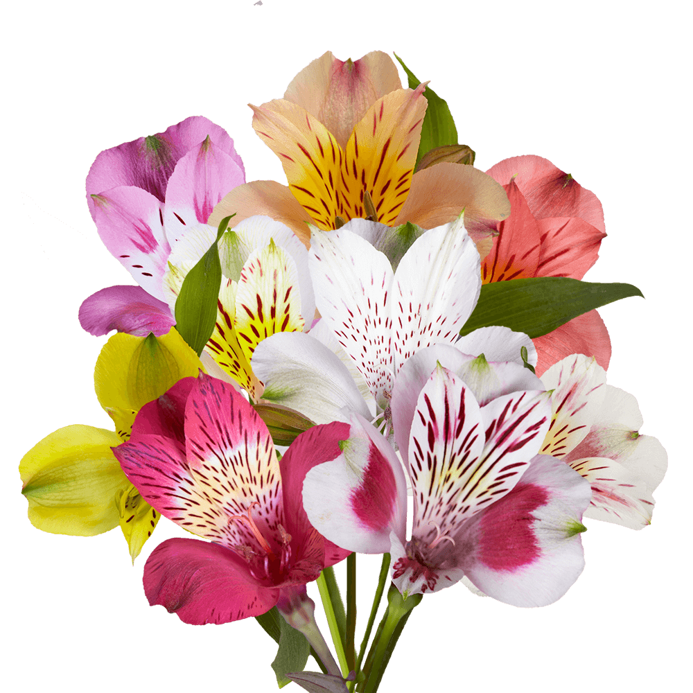 Alstroemerias Mix and Match Your Choice