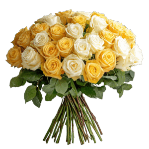 50 Stems of Roses: 25 Yellow and 25 White