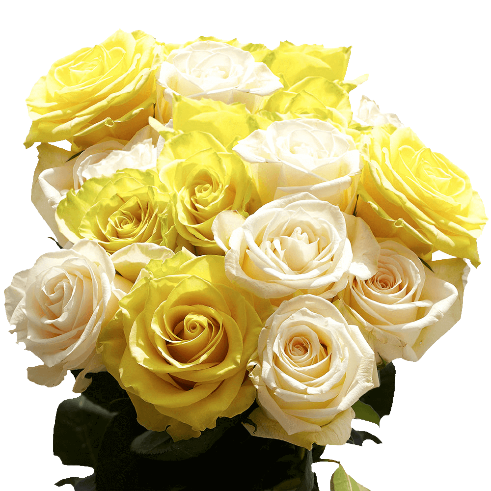 50 Stems of Roses: 25 Yellow and 25 White - Image 4