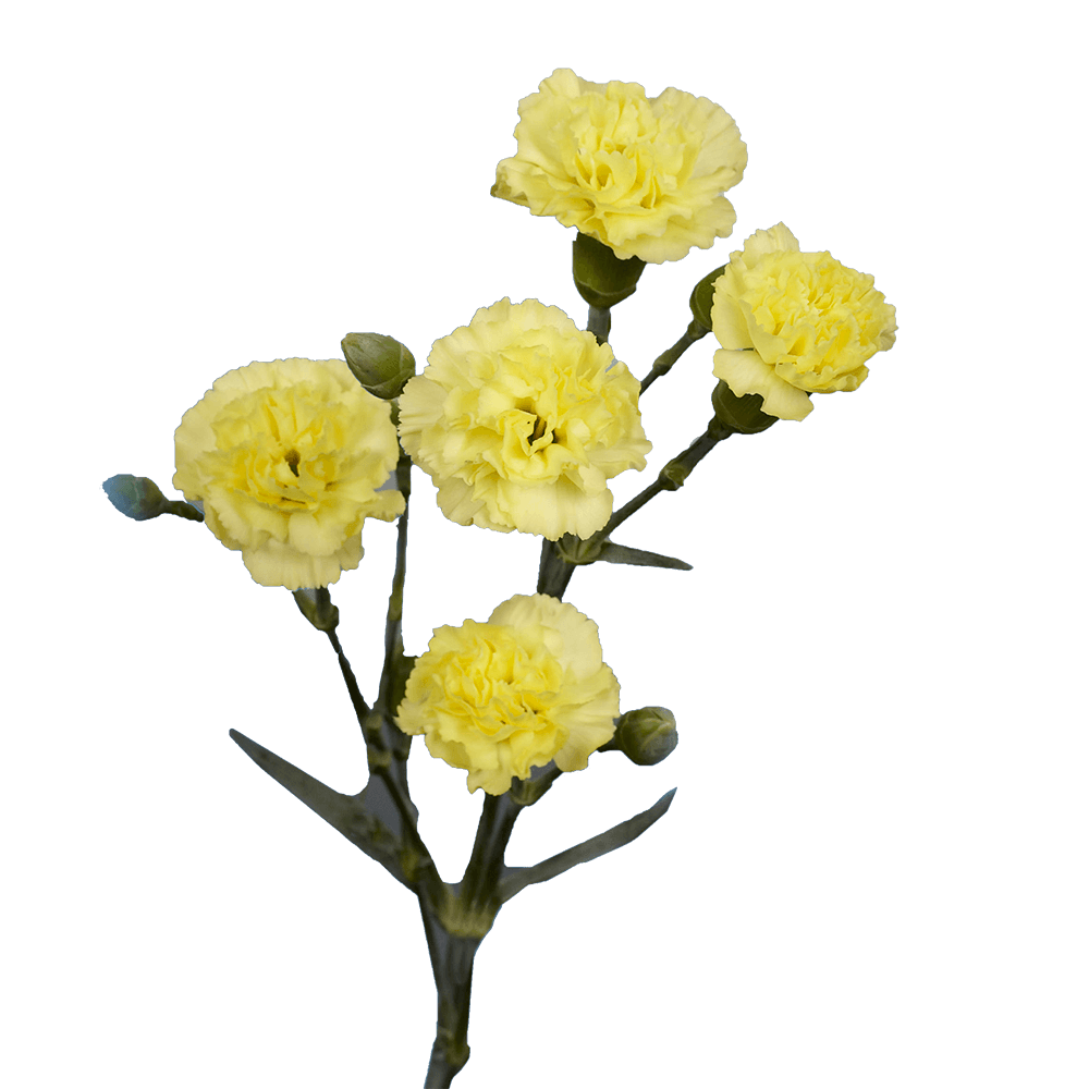 Yellow Spray Carnations