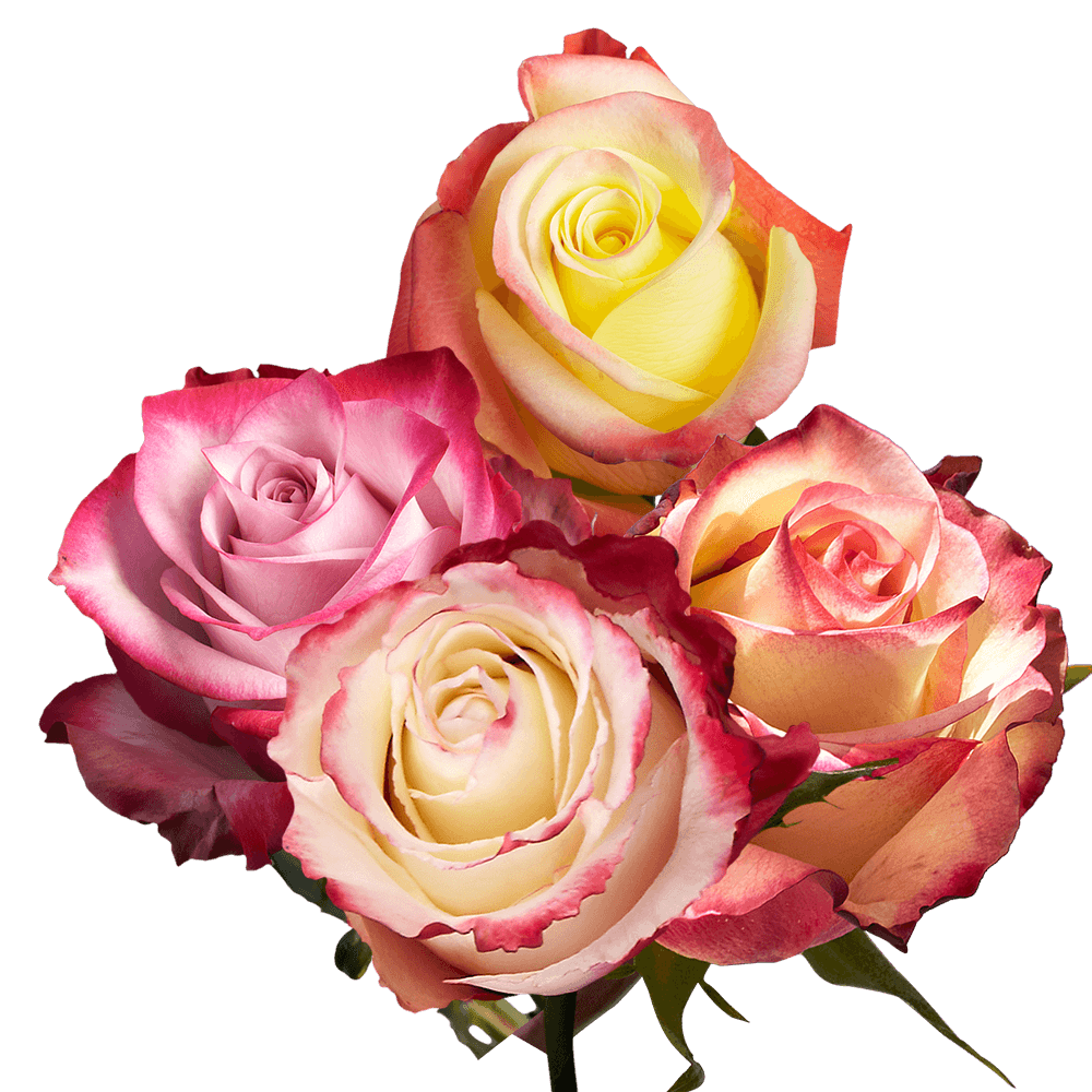 50 Stems of Your Choice of up to 2 Colors Roses - Image 2