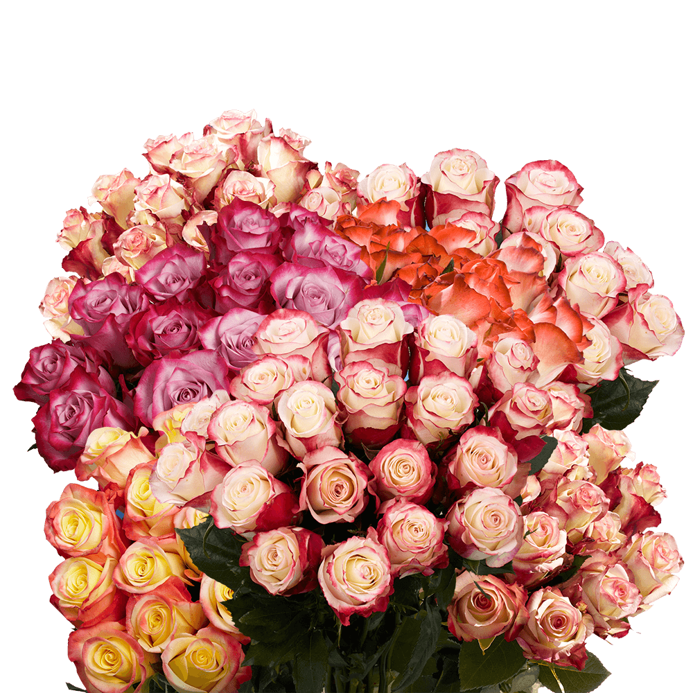 50 Stems of Your Choice of up to 2 Colors Roses - Image 3