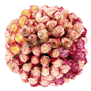 50 Stems of Your Choice of up to 2 Colors Roses